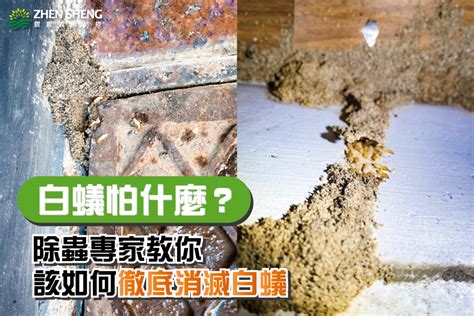 白蟻怕熱嗎|白蟻怕什麼？一次了解白蟻預防與消滅方法